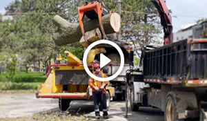 City of Windsor Careers, Forestry, YouTube short video