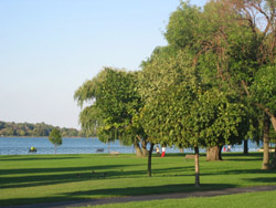 Riverfront trees