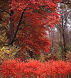 Ojibway foliage, red in the fall