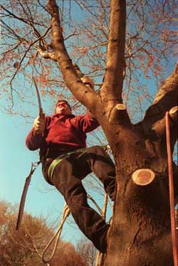 Man Trimming a Tree