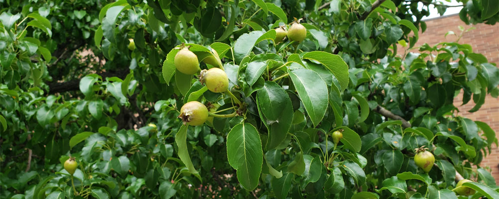 Ancient Jesuit Pear Trees