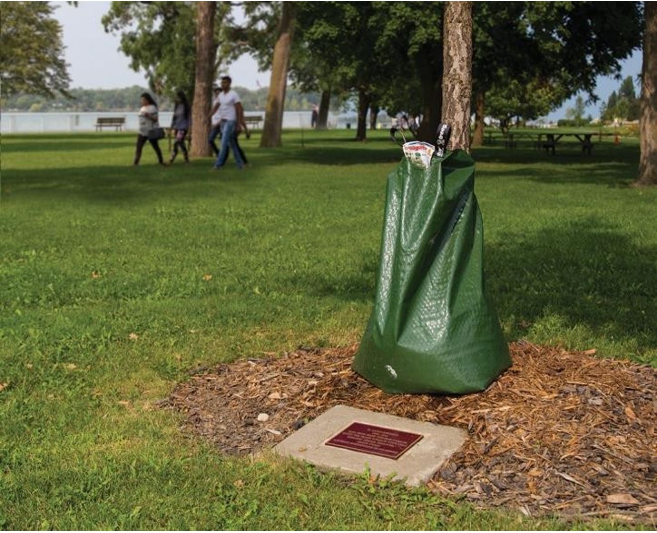 Commemorative Tree with Plaque Close-Up